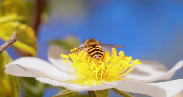 Hoverflies Flower Flies or Syrphid Flies Insect Family Syrphidae