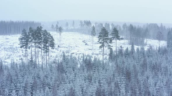 AERIAL - Snowing over a beautiful forest in Sweden, wide shot forward