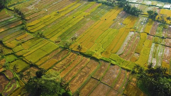 Amazing cinematic Ubud, Bali drone footage with exotic rice terrace, small farms and agroforestry pl