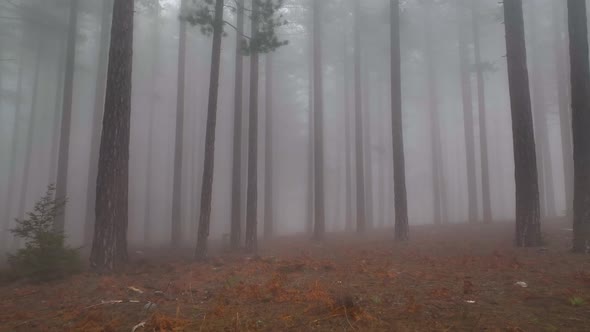 Texture of the misty forest aerial view background 4 K