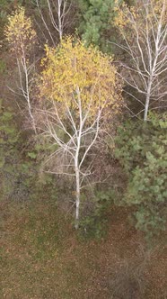 Vertical Video of a Beautiful Forest in the Afternoon Aerial View