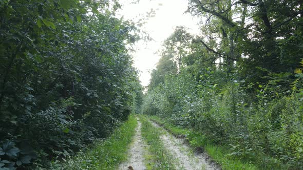 Slow Motion View of Green Forest By Day