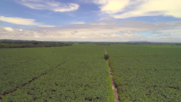 Beatiful day in a green plantation. Drone view