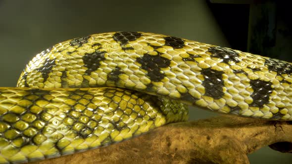 Thin-tailed Green Snake Lies on Wooden Snag in Black Background. Close Up. Macro Shot