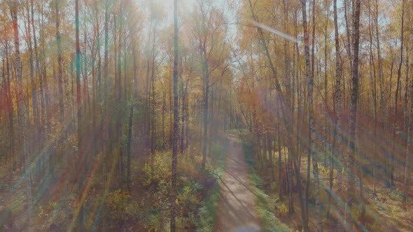 Drone Flies Slow Forward in the Park Over the Path Golden Autumn in the Park Yellow Leaves on the