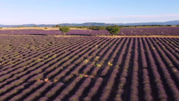 Valensole lavender field aerial view