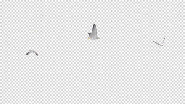Sea Gulls - Three Birds - Flying Around - 4K Transparent Loop alt