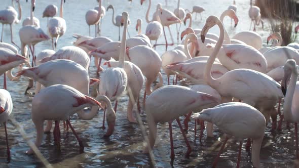 flamingo bird nature wilflife reserve carmargue lagoon