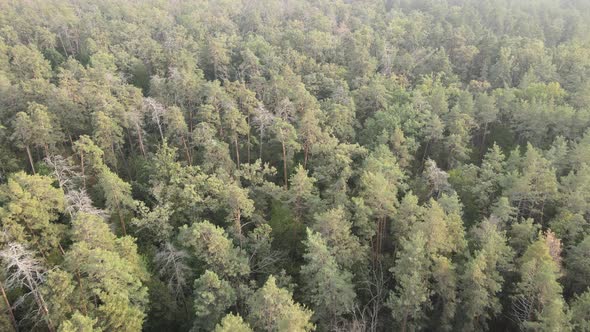 Aerial View of a Green Forest on a Summer Day