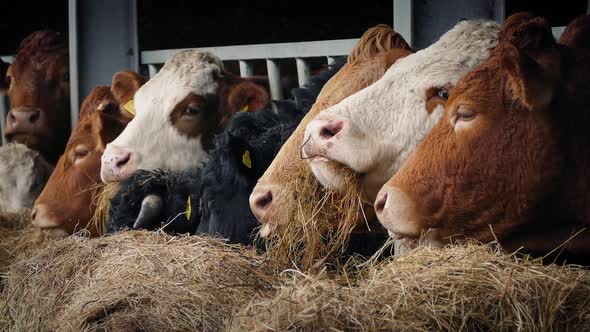 Row of Cows Chewing Straw