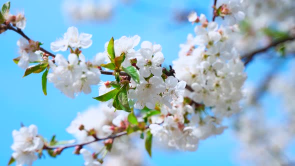 Cherry branch with large white flowers.