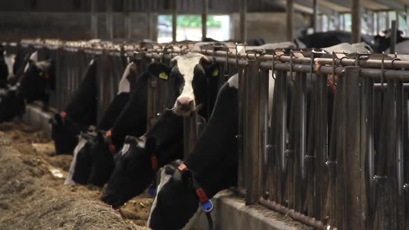 Cows eating in barn