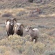 Big Horn Sheep rams walking with herd through the brush in Wyoming - VideoHive Item for Sale