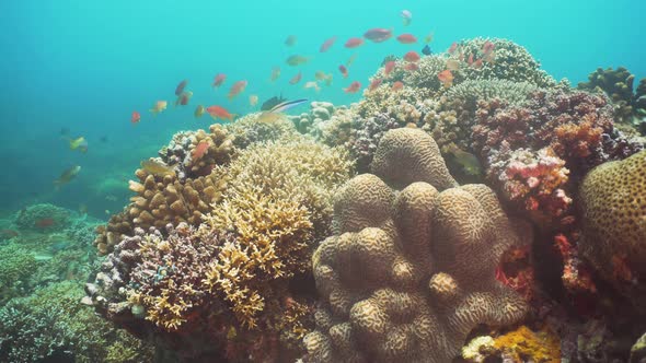 Coral Reef Tropical Fish