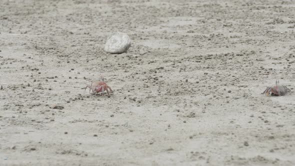 Crabs Walking And Looking For Food In Olon Beach In Ecuador. - close up shot