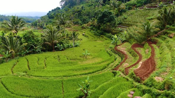 Idyllic landscape of Javanese rice terraces in Selogriyo, Indonesia, aerial