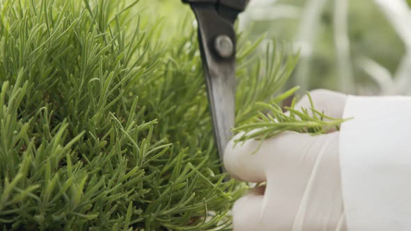 Close up of workers hands trimming leaves of plants in a greenhouse