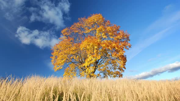 Fall Tree