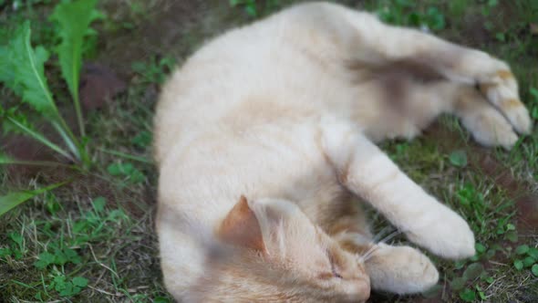 Playful cat stretching in grass