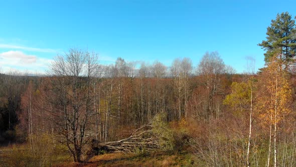Drone footage, top.view, of a colourful autumn forest. Filmed in realtime at 4k