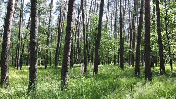 Beautiful Green Forest on a Summer Day Slow Motion