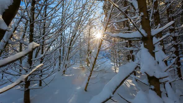 Winter forest