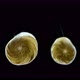 Foraminifera Under a Microscope Class Rotaliata Possibly Order Rotaliida - VideoHive Item for Sale