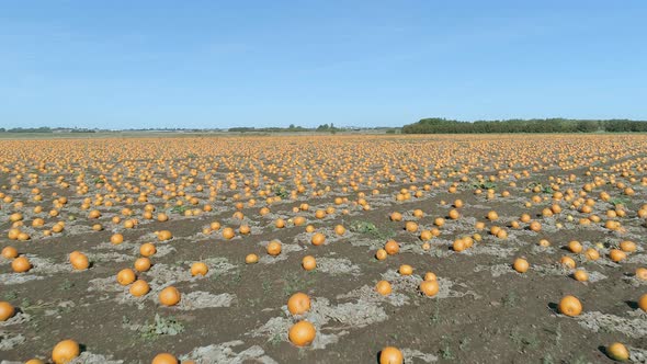 Pumpkin Patch on a Farm Ready for Harvest Aerial Flyover