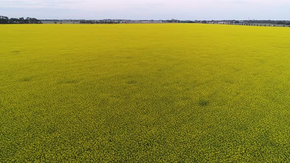 Drone Aerial of Canola Field Meadow