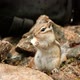 Slow Motion of a Small Chipmunk Eats Holding a Piece of Bread. - VideoHive Item for Sale