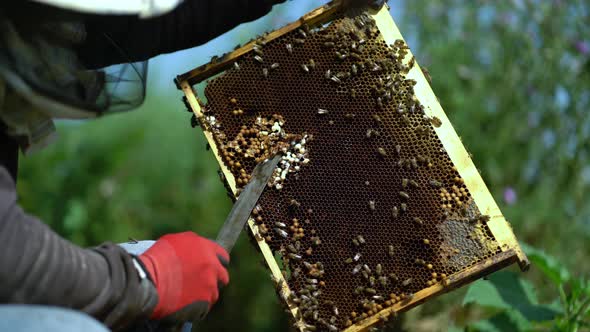 Young Beekeeper Inspecting Bees in the Apiary