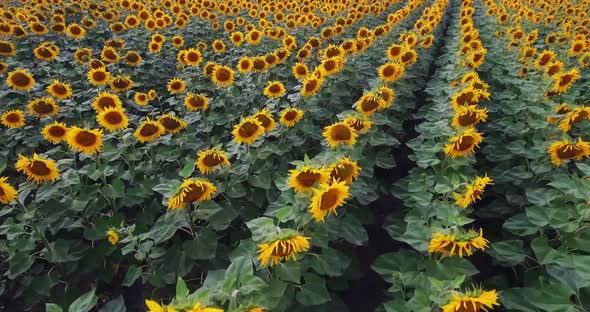 Aerial View Agriculture Field with Blooming Sunflowers