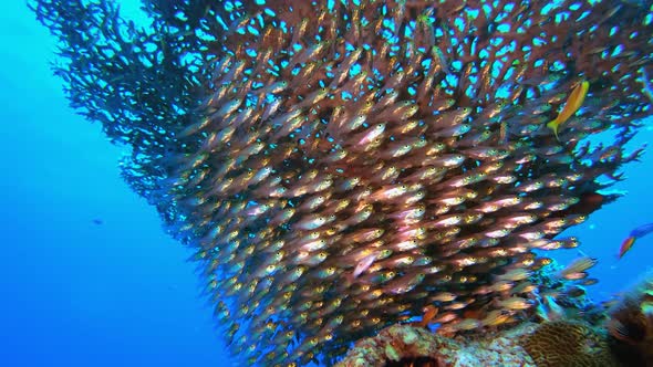 Marine Tropical Glass Fish