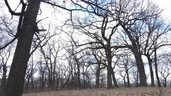 Forest with Trees Without Leaves During the Day