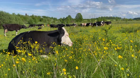 Friesian Black and White Dairy Cows Lying in Grass Farm Field Pasture