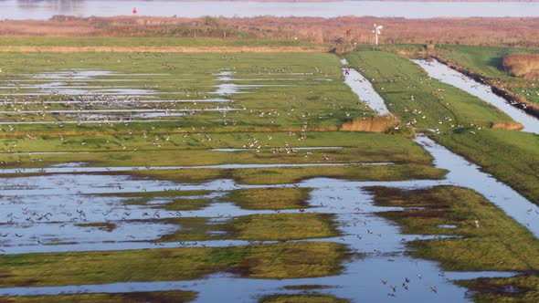 Massive flock of Canadian geese fly over flooded grassland area, drone