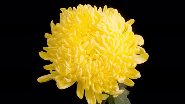 Beautiful Yellow Chrysanthemum Flower Opening