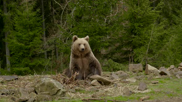 A Big Brown Bear in the Forest