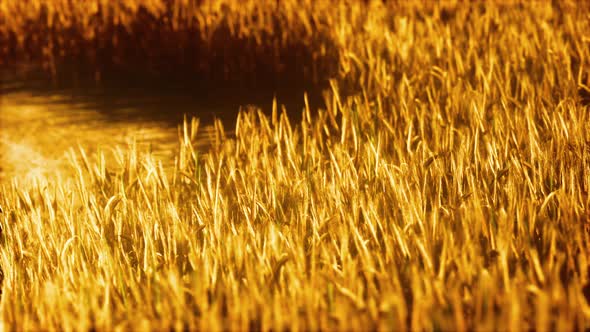 the Field of Ripe Rye at Sunset