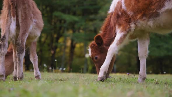 Wild cows eating grass on green meadow