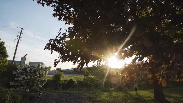 Sun shining through the trees at dusk in slow motion.