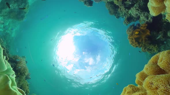 Coral Reef with Fish Underwater. Bohol, Philippines.