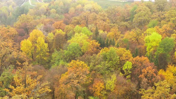 Flying Over the Multicolored Treetops in the Autumn Park - Drone Shot