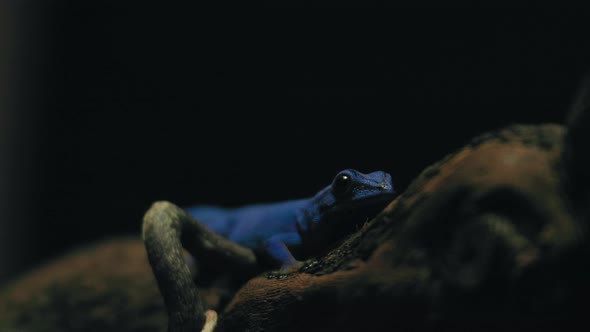 Turquoise Dwarf Gecko on a branch, looking around, during night time - Static view - Lygodactylus wi