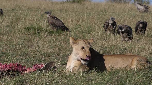 980395 African Lion, panthera leo, Female with a Kill, licking its chops, Vultures, Masai Mara Park