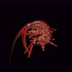 Amphipoda Eulimnogammarus Cruentus Under the Microscope, Family Eulimnogammaridae - VideoHive Item for Sale