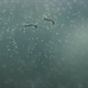  Seahorse Larvae Floating In Water - VideoHive Item for Sale