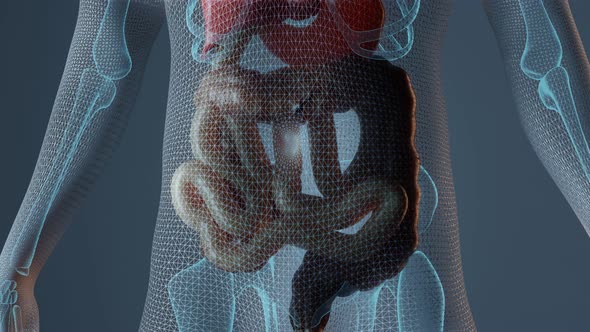Kidney Anatomy in Male Body