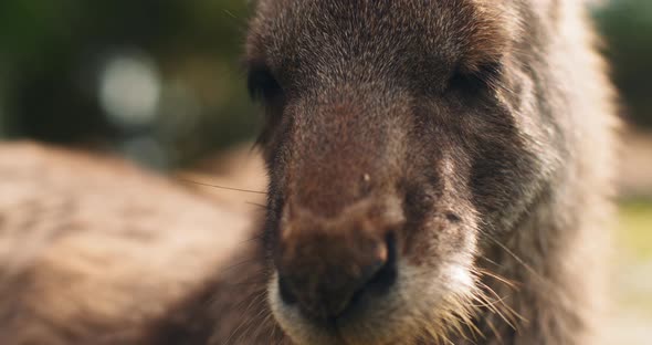 Close up of an eastern grey kangaroo, shallow depth of field. BMPCC 4K