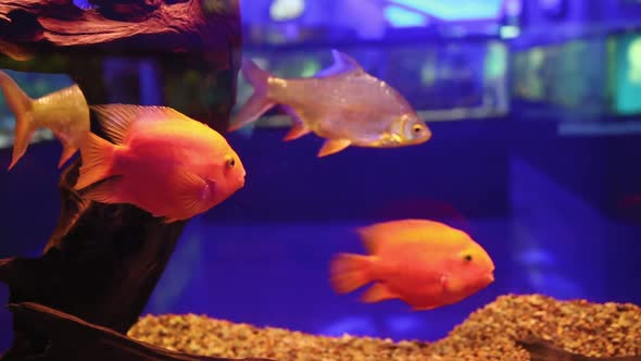 Oceanarium Tropical Fish Swim In A Glass Aquarium (2)